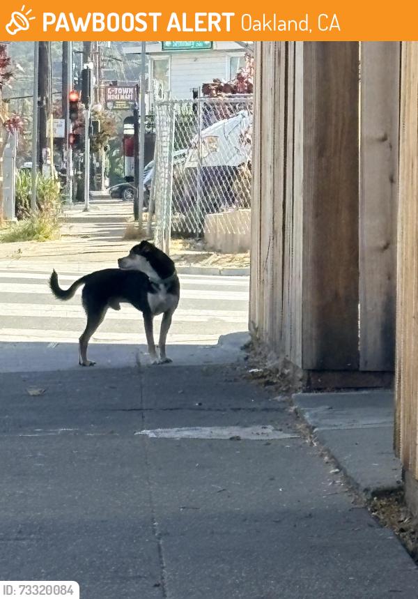 Found/Stray Male Dog last seen Seminary Ave and Avenal Ave, Oakland, CA 94605