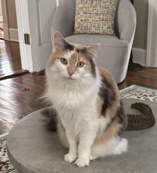 Lost Female Cat last seen Colbertson Ave., And Vensines, New Albany, IN 47150