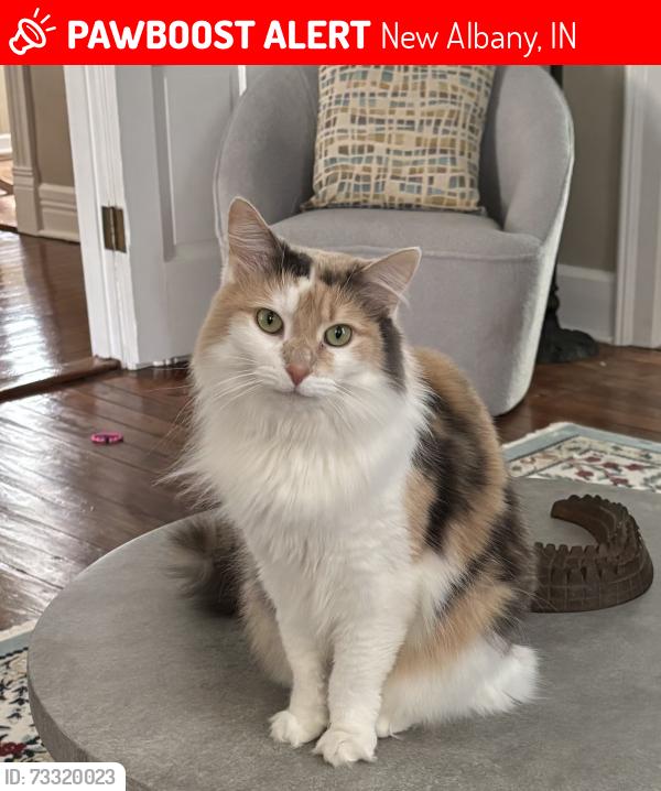 Lost Female Cat last seen Colbertson Ave., And Vensines, New Albany, IN 47150