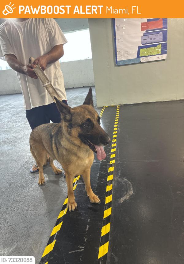 Found/Stray Male Dog last seen 18th st and 32nd ave, Miami, FL 33125