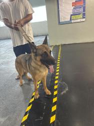 Found/Stray Male Dog last seen 18th st and 32nd ave, Miami, FL 33125