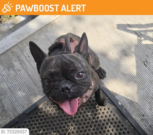 Found/Stray Male Dog last seen 92nd Street & Beach Street, South Los Angeles, CA 90002