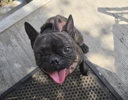 Found/Stray Male Dog last seen 92nd Street & Beach Street, South Los Angeles, CA 90002