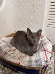 Found/Stray Female Cat last seen Behind building C TriStar Southern Hills, Nashville, TN 37211
