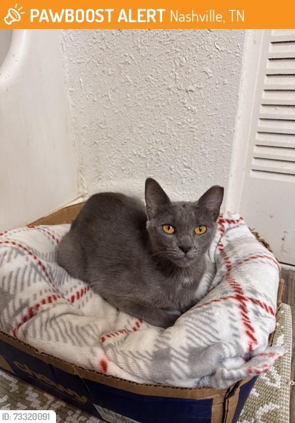 Found/Stray Female Cat last seen Behind building C TriStar Southern Hills, Nashville, TN 37211