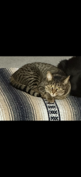 Lost Female Cat last seen 87th and Kilbourn Ave, Hometown, IL 60456