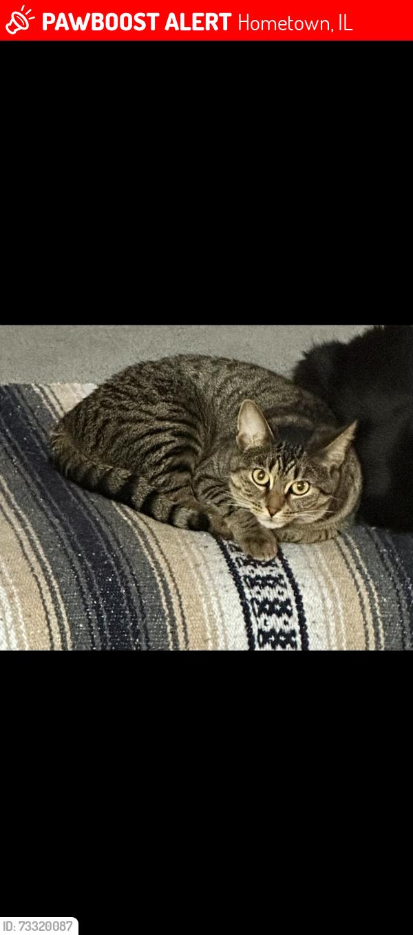 Lost Female Cat last seen 87th and Kilbourn Ave, Hometown, IL 60456
