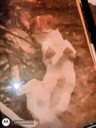 Lost Male Dog last seen pen, Oklahoma City, OK 73139
