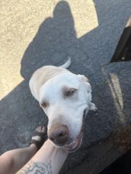 Found/Stray Female Dog last seen Off of Sierra College Blvd, Loomis, CA 95650