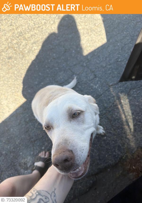 Found/Stray Female Dog last seen Off of Sierra College Blvd, Loomis, CA 95650