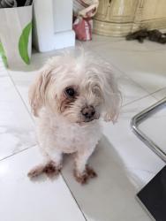 Lost Female Dog last seen Indian summer, La Puente, CA 91744