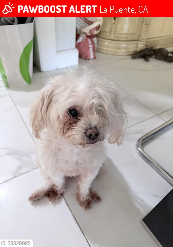 Lost Female Dog last seen Indian summer, La Puente, CA 91744