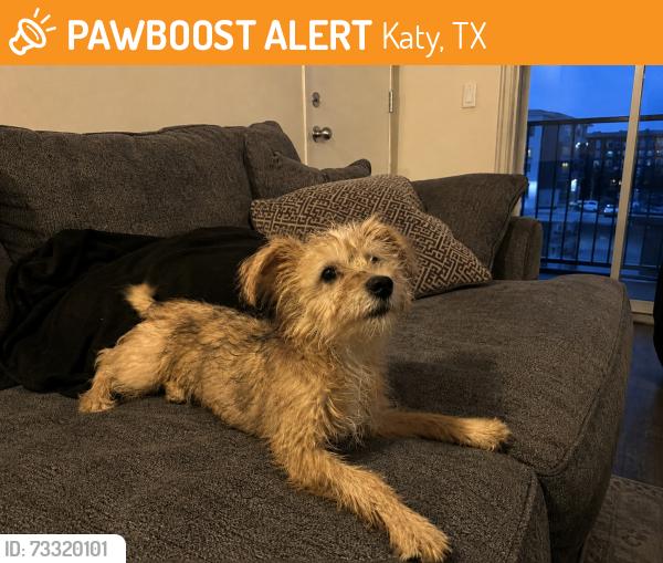 Found/Stray Male Dog last seen I10, Katy, TX 77493