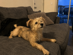 Found/Stray Male Dog last seen I10, Katy, TX 77493