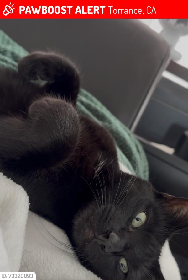 Lost Male Cat last seen Palos verdes blvd and Sepulveda and anza avenue, Torrance, CA 90503