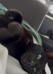Lost Male Cat last seen Palos verdes blvd and Sepulveda and anza avenue, Torrance, CA 90503