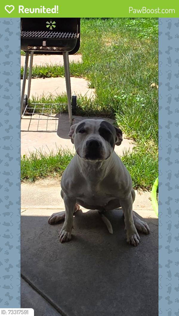 Reunited Female Dog last seen 60th st west and Ave L8, Los Angeles County, CA 93536