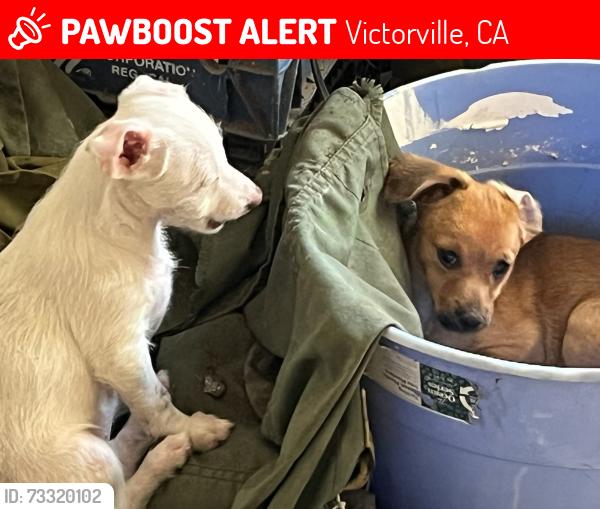 Lost Female Dog last seen Topaz and Rising moon way, Victorville, CA 92392