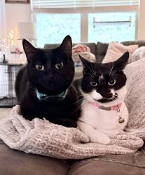 Lost Female Cat last seen Vandenburg Drive, Villa Rica, GA 30180