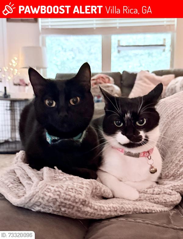 Lost Female Cat last seen Vandenburg Drive, Villa Rica, GA 30180