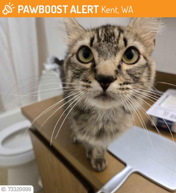Found/Stray Male Cat last seen apmts next to Turnkey Park, north of SE 240th and 100th Ave SE, Kent, WA 98031