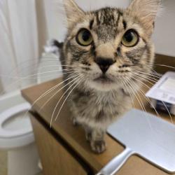 Found/Stray Male Cat last seen apmts next to Turnkey Park, north of SE 240th and 100th Ave SE, Kent, WA 98031