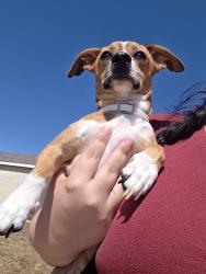 Reunited Male Dog last seen Deputy Dr, Killeen, TX 76549