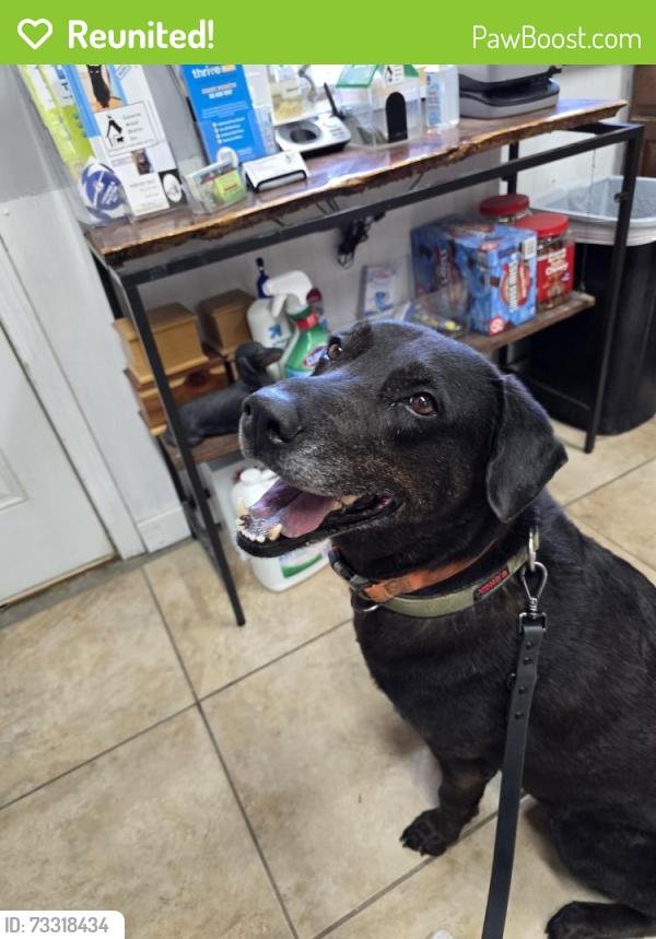 Reunited Female Dog last seen Near East interception with I-10, San Antonio, TX 78219