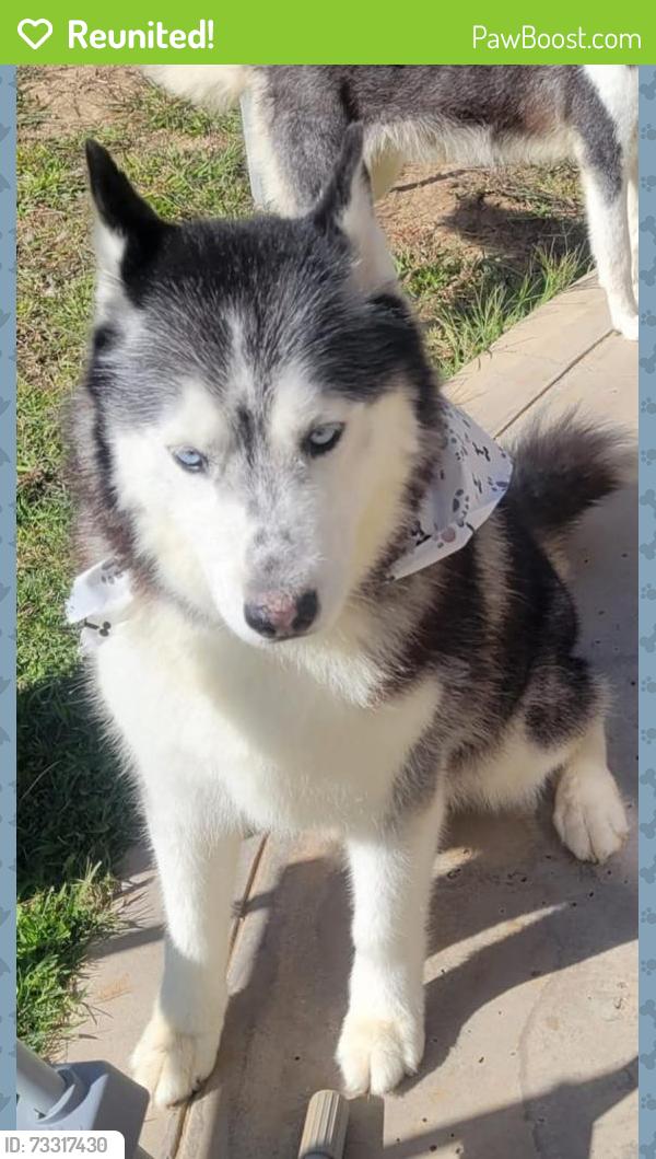 Reunited Male Dog last seen 60th street west and Ave L8, Los Angeles County, CA 93536