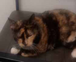 Reunited Female Cat last seen Near Street SE & 68 avenue SE, Calgary, AB T2C 4Z2