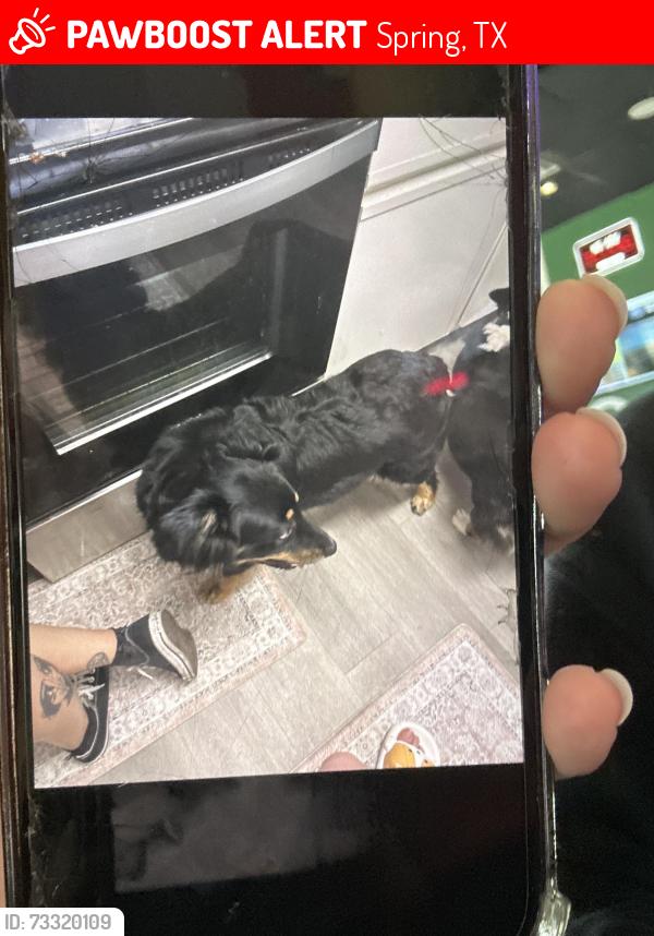 Lost Male Dog last seen Center court pizza and brew, Spring, TX 77373