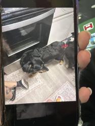 Lost Male Dog last seen Center court pizza and brew, Spring, TX 77373