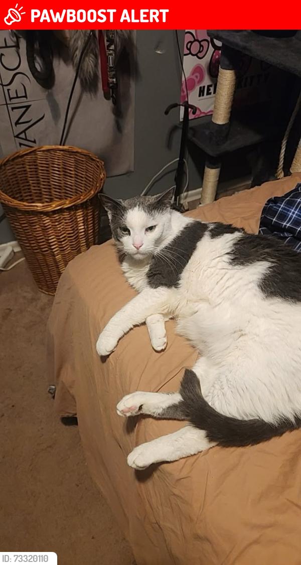 Lost Male Cat last seen Harrison twp, Harrison Township, MI 48045
