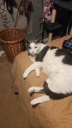 Lost Male Cat last seen Harrison twp, Harrison Township, MI 48045