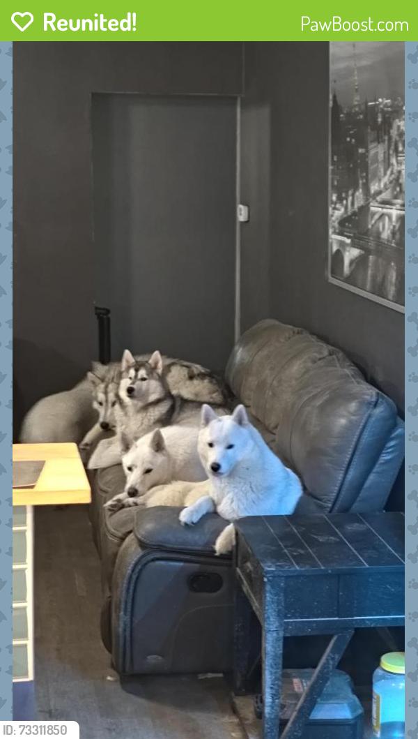Reunited Female Dog last seen Bradford andrews, Avon, IN 46123