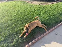 Found/Stray Female Dog last seen San Bernardino ave, Wichita, KS 67205