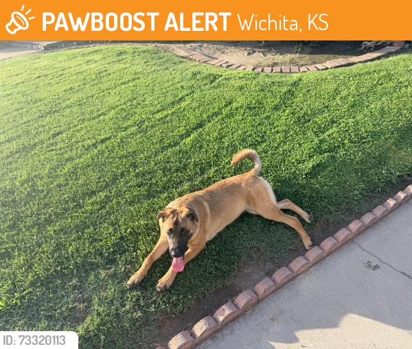 Found/Stray Female Dog last seen San Bernardino ave, Wichita, KS 67205
