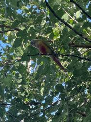 Found/Stray Unknown Bird last seen Hamilton, Columbus, OH 43211