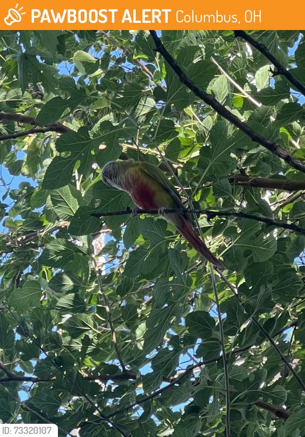 Found/Stray Unknown Bird last seen Hamilton, Columbus, OH 43211