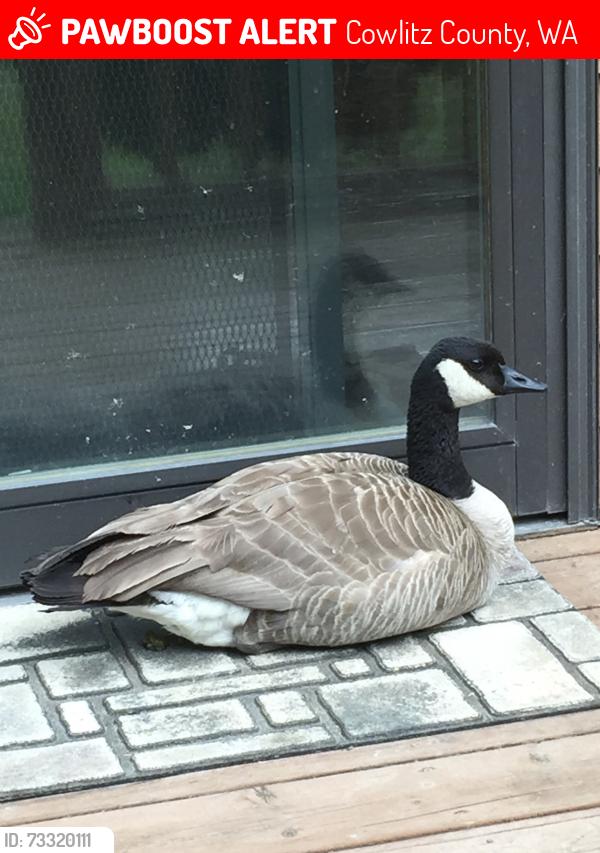 Lost Male Bird last seen Slide Creek Rd off of Abernathy Creek, Cowlitz County, WA 98632