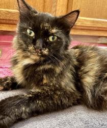 Shelter Stray Female Cat last seen Cuba Valley Road and Schwoegler Lane, Waunakee, Village of, WI, 5132 Voges Rd, Madison, WI 53718, USA