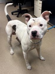 Shelter Stray Male Dog last seen Near Delanie Ct, 30083, GA, 3280 Chamblee Dunwoody Rd, Chamblee, GA 30341, USA