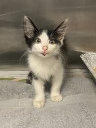 Shelter Stray Female Cat last seen Near Candler Rd, Decatur, GA 30032, 30032, GA, 3280 Chamblee Dunwoody Rd, Chamblee, GA 30341, USA