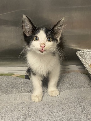 Shelter Stray Female Cat last seen Near Candler Rd, Decatur, GA 30032, 30032, GA, 3280 Chamblee Dunwoody Rd, Chamblee, GA 30341, USA