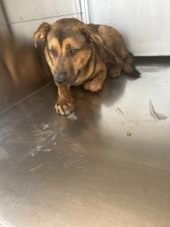 Shelter Stray Male Dog last seen Near E DREW ST, South District, TX, 355 Hillshire Dr, Haslet, TX 76052, USA