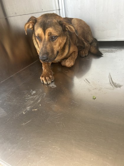 Shelter Stray Male Dog last seen Near E DREW ST, South District, TX, 355 Hillshire Dr, Haslet, TX 76052, USA