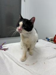 Shelter Stray Female Cat last seen N Bellfontaine Ave and NE 118th Terrace, 64156, MO, 7077 Elmwood Ave, Kansas City, MO 64132, USA