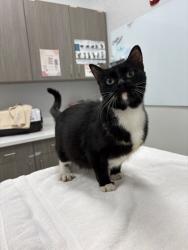 Shelter Stray Female Cat last seen E 56th Terrance and swope parkway, 64130, MO, 7077 Elmwood Ave, Kansas City, MO 64132, USA