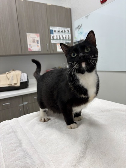 Shelter Stray Female Cat last seen E 56th Terrance and swope parkway, 64130, MO, 7077 Elmwood Ave, Kansas City, MO 64132, USA