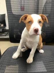 Shelter Stray Female Dog last seen Near San Marcos Dr, West District, TX, 355 Hillshire Dr, Haslet, TX 76052, USA